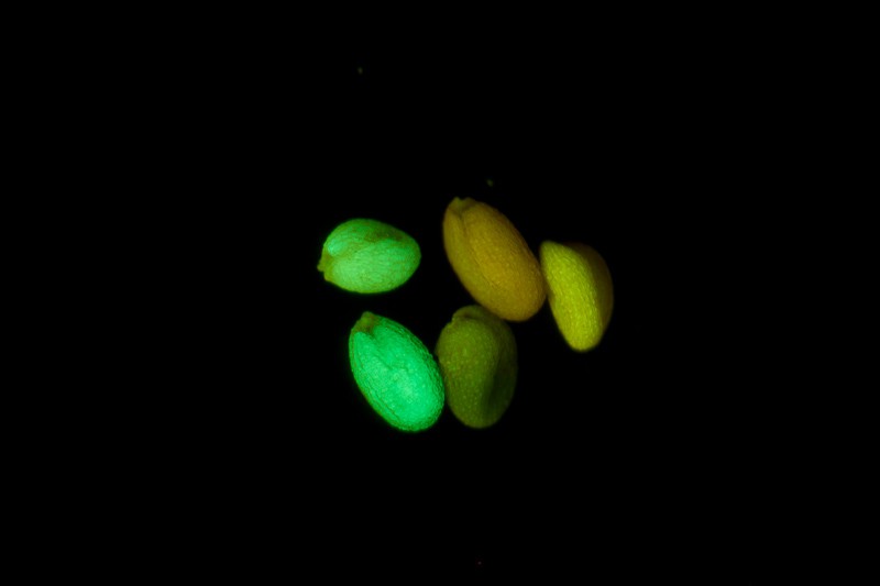 为什么在紫外光照射下绿色荧光蛋白能发光？