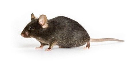 模式生物-小鼠C57BL