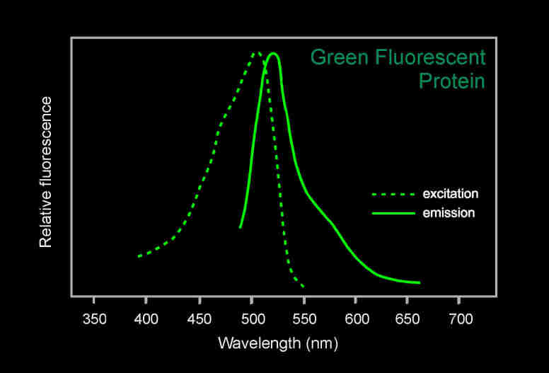 GFP荧光蛋白的激发光谱