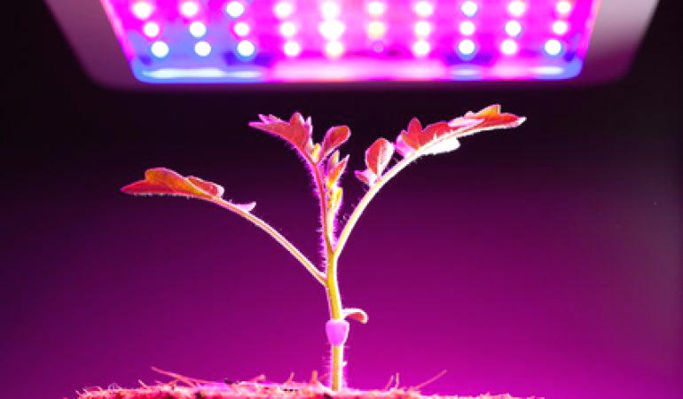 紫外线对植物生长的影响