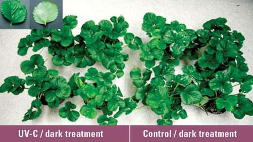 w1200_7916_Effect-of-UV-Cdark-treatment-in-plants-501x282.jpg