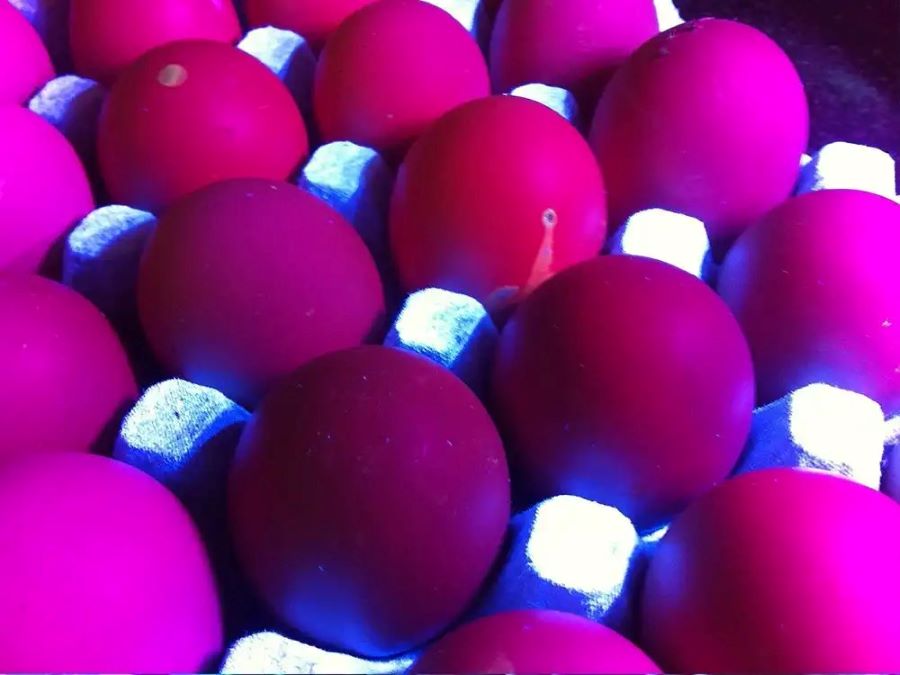 鸡蛋在紫外线灯下发出红色荧光